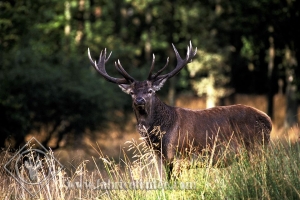 CERF 0001