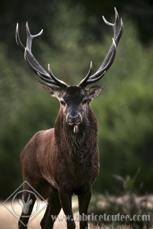 CERF 0002