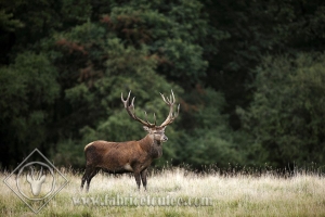 CERF 0003