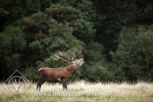 CERF 0004