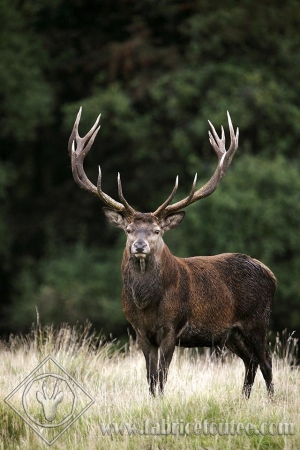 CERF 0005