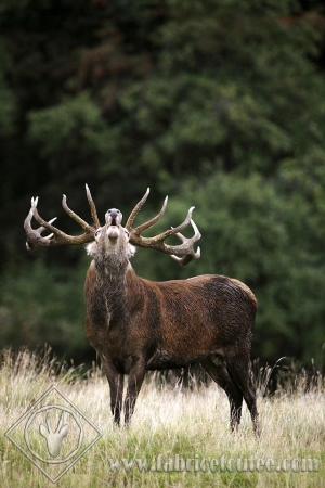 CERF 0006