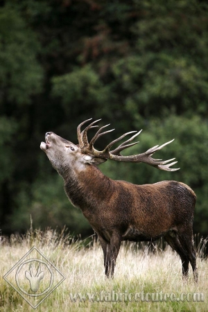 CERF 0007