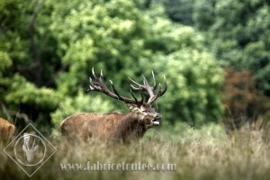 CERF 0008