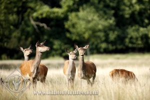 CERF 0009