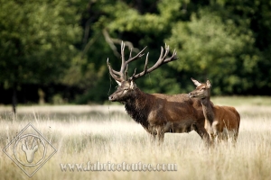 CERF 0010