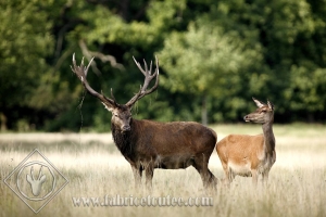 CERF 0011