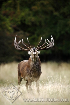CERF 0012