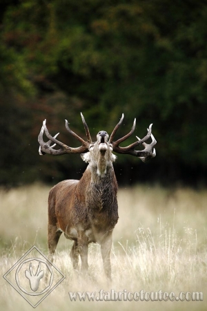 CERF 0013