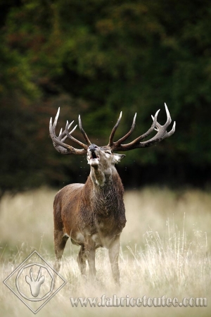 CERF 0014