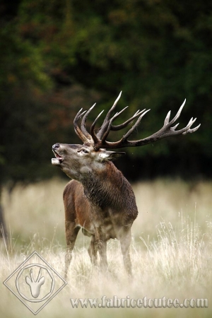CERF 0015