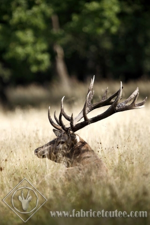 CERF 0016