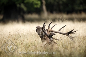CERF 0017
