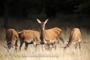CERF 0018