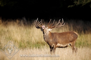 CERF 0019