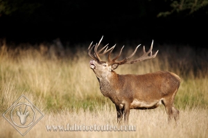 CERF 0020
