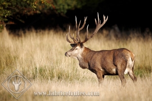 CERF 0021