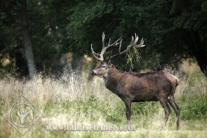 CERF 0022