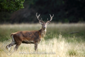 CERF 0023