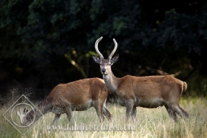 CERF 0024