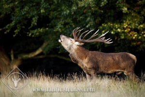 CERF 0025