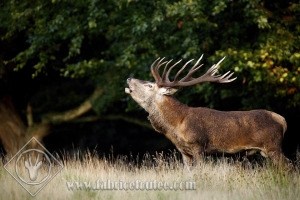 CERF 0026