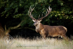 CERF 0027
