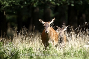 CERF 0028