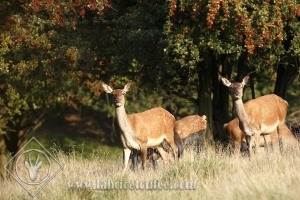 CERF 0029