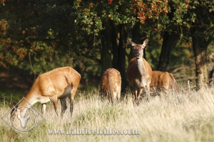 CERF 0030