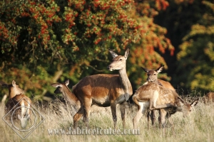 CERF 0031