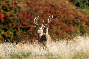 CERF 0032