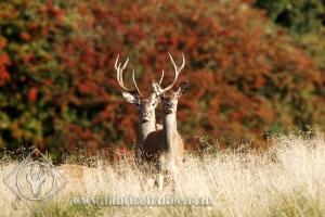 CERF 0033