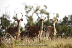 CERF 0034