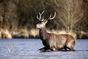 CERF 0035