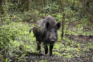 SANGLIER 0001