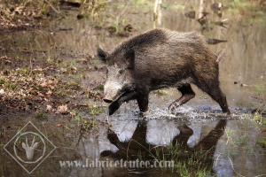 SANGLIER 0002
