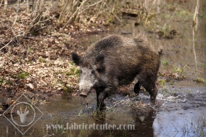 SANGLIER 0003