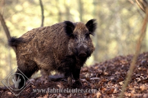 SANGLIER 0004
