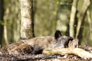 SANGLIER 0005