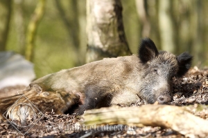 SANGLIER 0006
