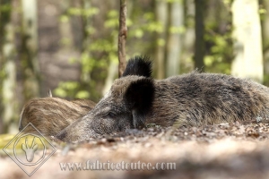SANGLIER 0007