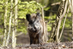 SANGLIER 0008