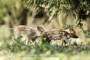 SANGLIER 0009
