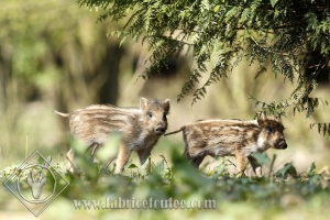 SANGLIER 0010
