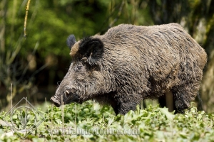 SANGLIER 0011