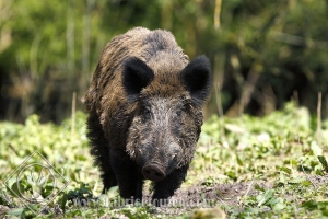 SANGLIER 0012