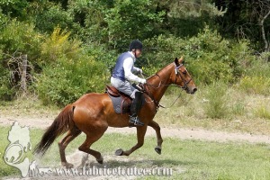 CFCC 2017 01754