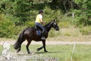 CFCC 2017 01769