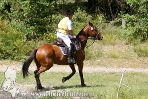 CFCC 2017 01802